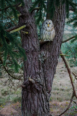 Snow Owl sit in a tree and looking on the the camera