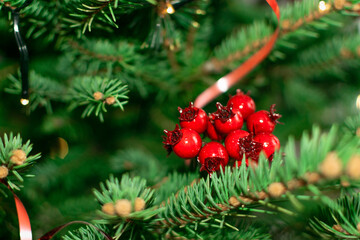 Natural green spruce twig background or texture