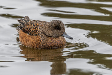 Female American Widgeon (Mareca americana)