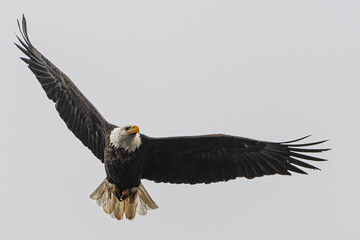 Flying Bald Eagle (Haliaeetus leucocephalus)