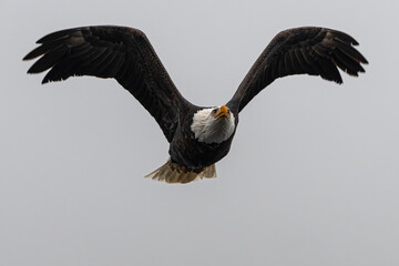 Flying Bald Eagle (Haliaeetus leucocephalus)