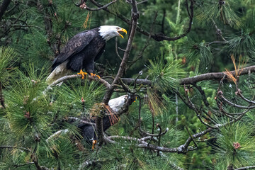 Perching Bald Eagle (Haliaeetus leucocephalus)