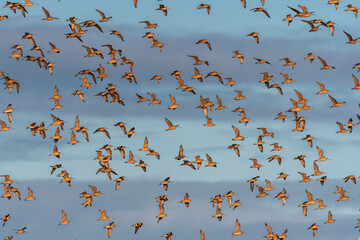 Larger Flock of Shorebirds at Westport, WA