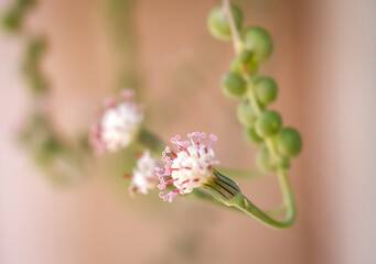Bloom from Succulent Plant String of Pearls 