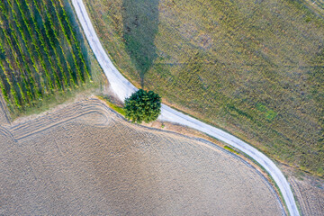 Aerial top down view of a country road with a lonely tree in the hills of an Italian regione. There's a vineyard and it is sunset hour