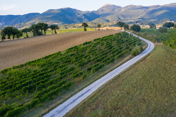 Aerial view of a vineyard in the countryside outside Fabriano, Marche, Italy. The area is famous for the production of an appreciated Italian wine