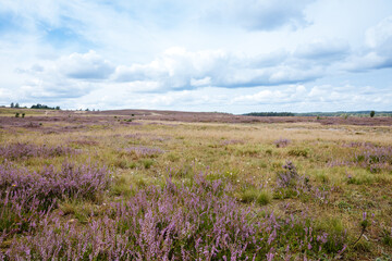 Heathland with blue sky. Blooming heather