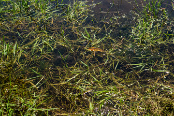 Green grass in the shallow on the riverside