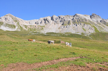 Krowy pasą się na łące wśród gór, Dolomity - obrazy, fototapety, plakaty