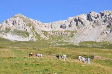 Krowy na pastwisku pod górskimi szczytami, Sassolungo, Dolomity - obrazy, fototapety, plakaty