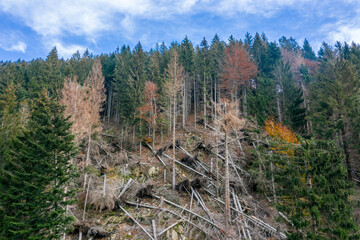 Aerial view of a forest devastated by a storm due to cliamte change. There are a lot of fallen trees.