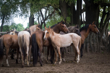 caballos potro de areco