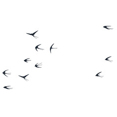 Flying martlet birds silhouettes vector illustration. Nomadic martlets flock isolated on white.