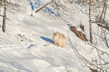 Fototapeta premium Side profile of a fluffy white mountain goat seen in winter time with snowy, snow covered rock side, cliff face and birch tree in view. 