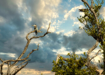 Blue Heron perched in a tree with a dramatic sky in the background. © Joe Ciciless