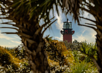 Jupiter lighthouse framed between two palm trees. © Joe Ciciless