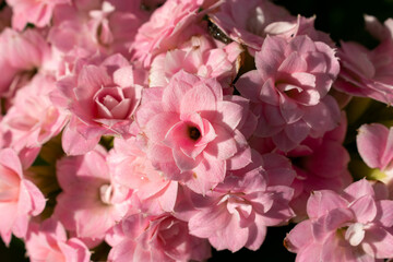A single light pink double kalanchoe blossfeldiana flower standing out among the bunch of blurred flowers and nature on a garden.