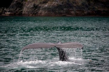 Perfect Humpback Whale Fluke, Point Adolphus, Alaska