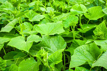 green cucumber leaves with visible parts. background