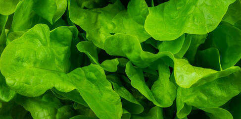 Fototapeta na wymiar green lettuce leaves with visible details. background or texture
