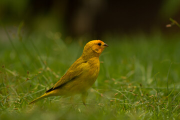 yellow exotic bird