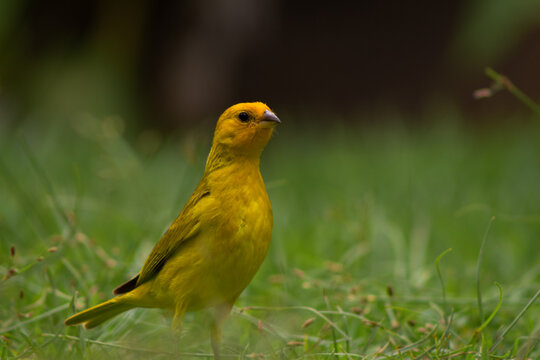 brazilian canarinho on the grass