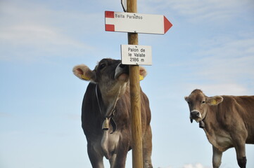 Two cows with a road sign on the trail in Dolomites mountains, Italy