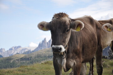 Alpine cow with the Dolomiti in backgroud, Italy
