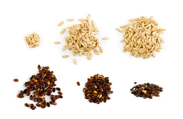 Melon vegetables seeds collection isolated on white