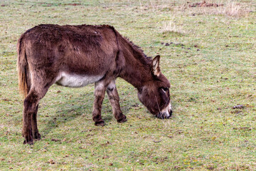 brown donkey grazing in a green pasture on a farm