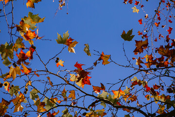 Leaves of maple tree in autumn, with golden color, and blue sky in the background