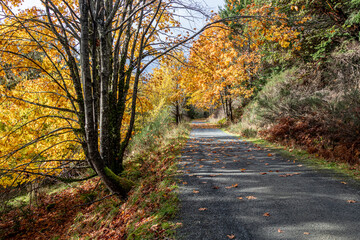 Naklejka na ściany i meble scenic autumn landscape on the Galloping Goose Trail, Victoria, British Columbia in October