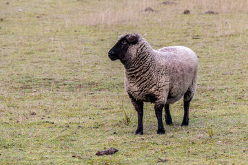 Sheep at the farm on the grass