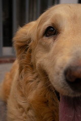 Retrato de alegre perro golden retriever 