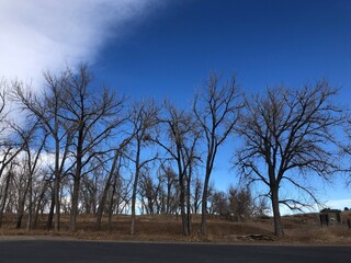 Beautiful trees near reservoir, cherry creek state park, Colorado.