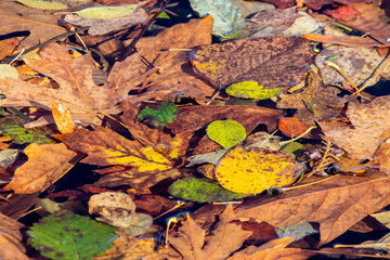 Autumn leaves floating in water