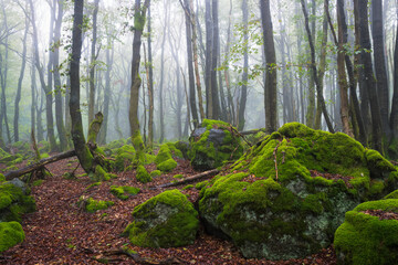 View on mossy stones in forest in Rhoen on misty day