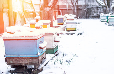 Colorful beehives with snowdrift on roofs. Beehives in an apiary covered with snow in winter....
