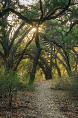 Leaf covered path surrounded by California Oaks