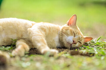 Naklejka na ściany i meble Sleeping cat on the grass