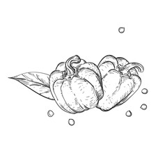 Hand drawn sketch black and white of pepper, leaf, slice, seeds. Vector illustration. Elements in graphic style label, card, sticker, menu, package. Engraved style illustration.