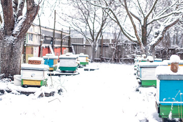 Fototapeta na wymiar wintertime in frosty dawn. Beehives in an apiary covered with snow in winter
