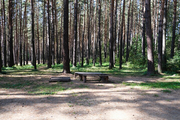 meadow in a beautiful pine forest in summer