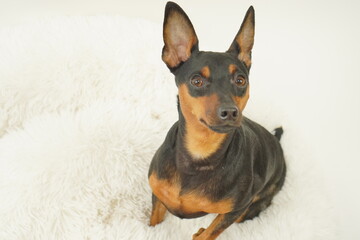 ミニチュアピンシャー　室内3　写真45