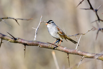 white-crowned Sparrow - Zonotrichia leucophrys