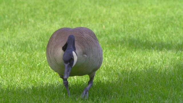 Goose waddles along the green grass and scans surroundings