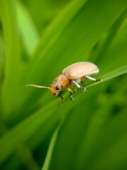 closeup picture of raspberry fruitworm beetle or byturus unicolor on a rice leaf