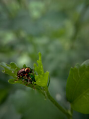 picture of two green doc beetle mating