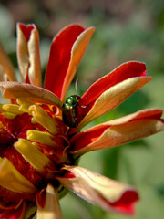 picture of green doc beetle ( gastrophysa viridula ) on profusion red zinnia
