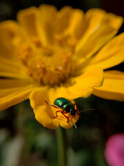 picture of green doc beetle ( gastrophysa viridula ) on yellow petal